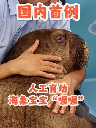 海象妈妈为何攻击亲生宝宝?揭秘背后救援故事 #神奇动物在抖音 #海象 #海象喔喔 #长隆海洋王国