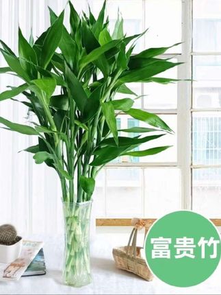 #富贵竹#水培植物#花卉绿植 #绿植盆栽 #室内绿植 @巨量千川 @DOU+上热门 @DOU+小助手