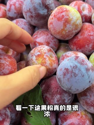 真的不舍得下架,但是,四川的李子季确实马上就要结束咯!#四川高原脆红李 #倒计时两天 #脆甜爽口太好吃啦