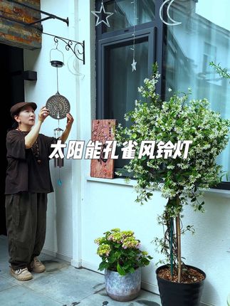太阳能孔雀开屏风铃灯 古典大气 有风吹过就会发出清脆悦耳的铃声 灵动感满满 还能做为花园氛围灯 适合庭院花园露台别墅民宿#太阳能孔雀风铃灯 #一花一草一世界 #爱生活爱养花 #小院时光 #花卉绿植