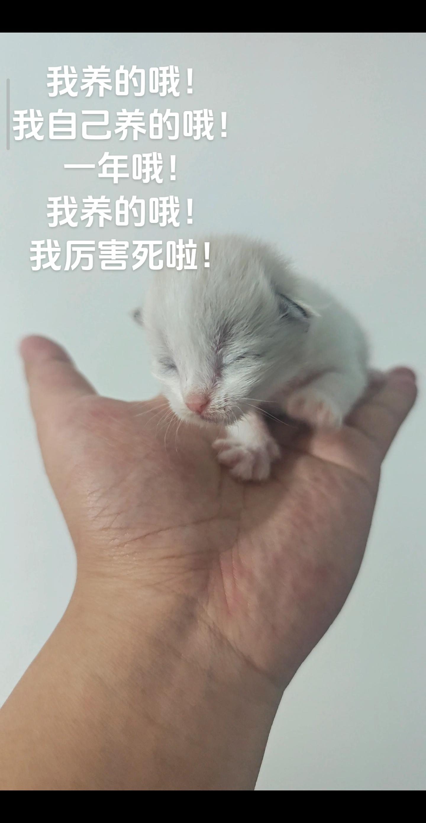 我的小猫长大啦#猫咪 #猫咪日常 #奇思妙想喜羊羊 #萌宠出道计划