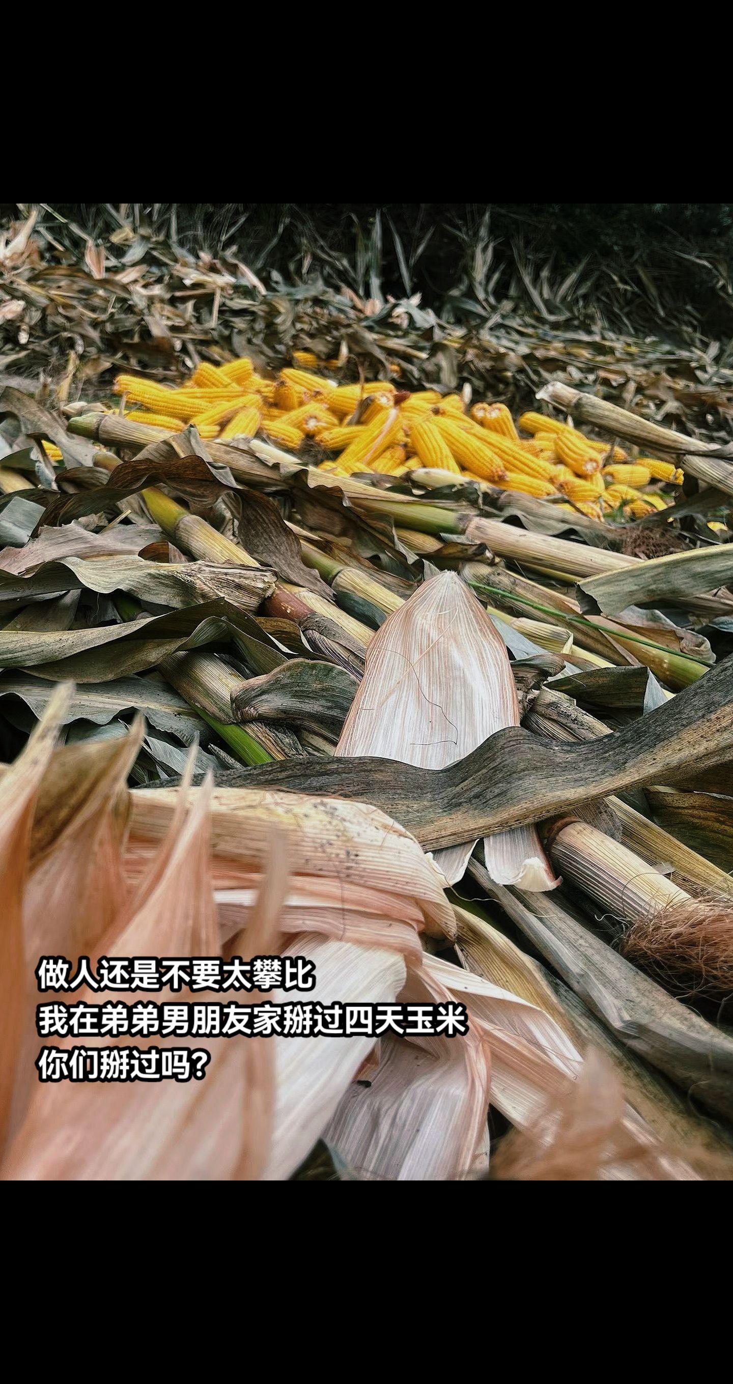 弟 你是出生吗?#内容过于真实 #意想不到的结局 #精神状态belike #农村生活