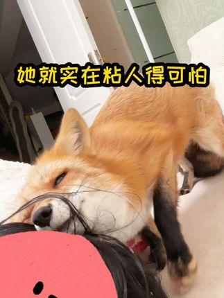 星期一和礼拜五