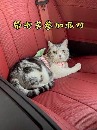 王泡芙