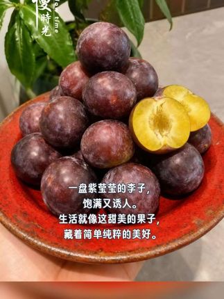 汶川脆李子 等了一年的汶川红脆李终于上市了,每一个都是现摘现发,果肉又嫩又新鲜,咬一口真的是嘎嘣脆。还是脱核的,汁水也特别足,爱吃李子的朋友一定要购买试试。#汶川脆李