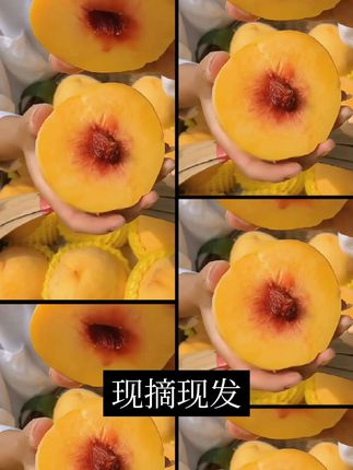 【现摘现发】纯甜正宗锦绣黄桃 红心爆甜多汁现摘新鲜水果阳光桃子#优质农产品 #三农 #农产品 #桃子 #脆甜多汁