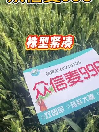 千挑万选众信麦998最高产!#众信麦998 #三农 #农业种植 #抖音助农