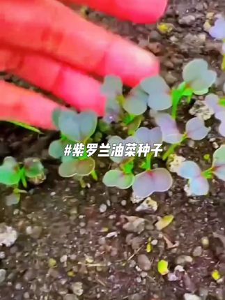 #紫罗兰油菜 月初中月底就能吃,很适合花盆阳台小院种植!种植很简单!富含满满的花青素,胡萝卜素和维生素!营养丰富,口感特嫩鲜香清甜!发芽快生长快#阳台小院均可种植物 #蔬菜种子 #三农 #农业种植