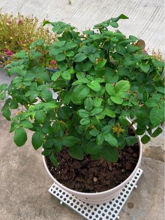 盆栽植物防虫,有技巧。把它撒在花盆里,植物根系吸收,传导植株茎杆叶片,达到三维一体式防虫,盆土,茎杆,叶片,药效时间长,60天还有含量,传统叶片喷施吸收低,雨水冲刷,药效每天递减,频繁喷药。把小白药撒到盆土里面,虫害高发时,再结合叶面喷施。就基本一次搞定了,对昆虫类有效。红蜘蛛无效。针对蓟马蚜虫小黑飞白粉虱,撒进去,碰到植物就要翘。#月季养护 #防虫小白药 #爱生活爱养花 #一起养花 #爱花海