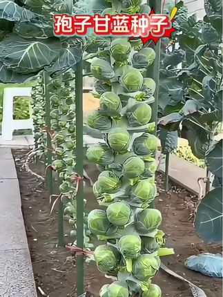 孢子甘兰种子,营养丰富,做菜或者生吃特别清甜,适合家庭阳台盆栽 #在家种菜 #孢子甘蓝