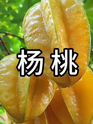 喜欢吃杨桃的看过来,都是现摘现发,新鲜品质有保障#杨桃 #新鲜杨桃 #水果 #应季水果 #农产品
