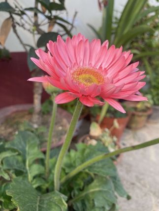 #综艺节目 #情感 #说出你的故事 #洗衣机清洗 #爆氧粉