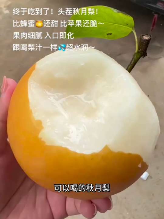正宗山东莱阳秋月梨开园啦 皮薄肉厚 脆甜多汁 没有一点渣渣 还没有吃过的家人们赶紧安排起来#新鲜应季水果#秋月梨#山东秋月梨#莱阳梨#新鲜采摘