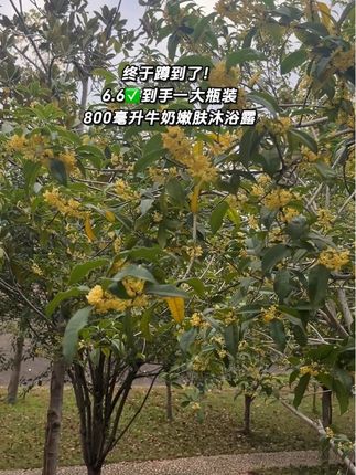 谁懂啊!花6块6买到小芙牛奶沐浴露也太值了!大容量能用超久,洗澡像裏进牛奶里,洗完皮肤又嫩又香,直接列入无限回购清单!#牛奶沐浴露 #小芙同学 #沐浴露推荐#洗护#牛奶沐浴露持久留香