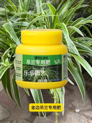 金边吊兰生用什么样的肥料呢,可以试试这个金边吊兰专用肥#园艺 #植物种植 #种植小知识 #吊兰养护 #施肥