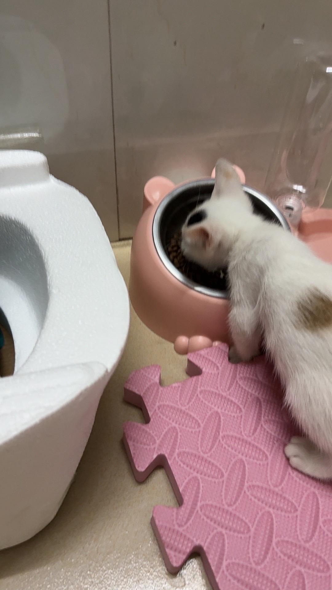 小猫咪很喜欢吃
