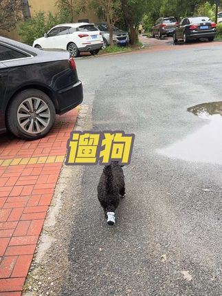 就憋到雨停才出来遛#遛狗#暴雨过后 #养狗人