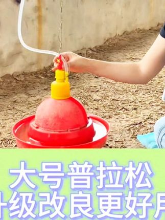 鸡鸭鹅自动饮水器,有了这个出门在外也不担心了#饮水器家禽 #家禽养殖