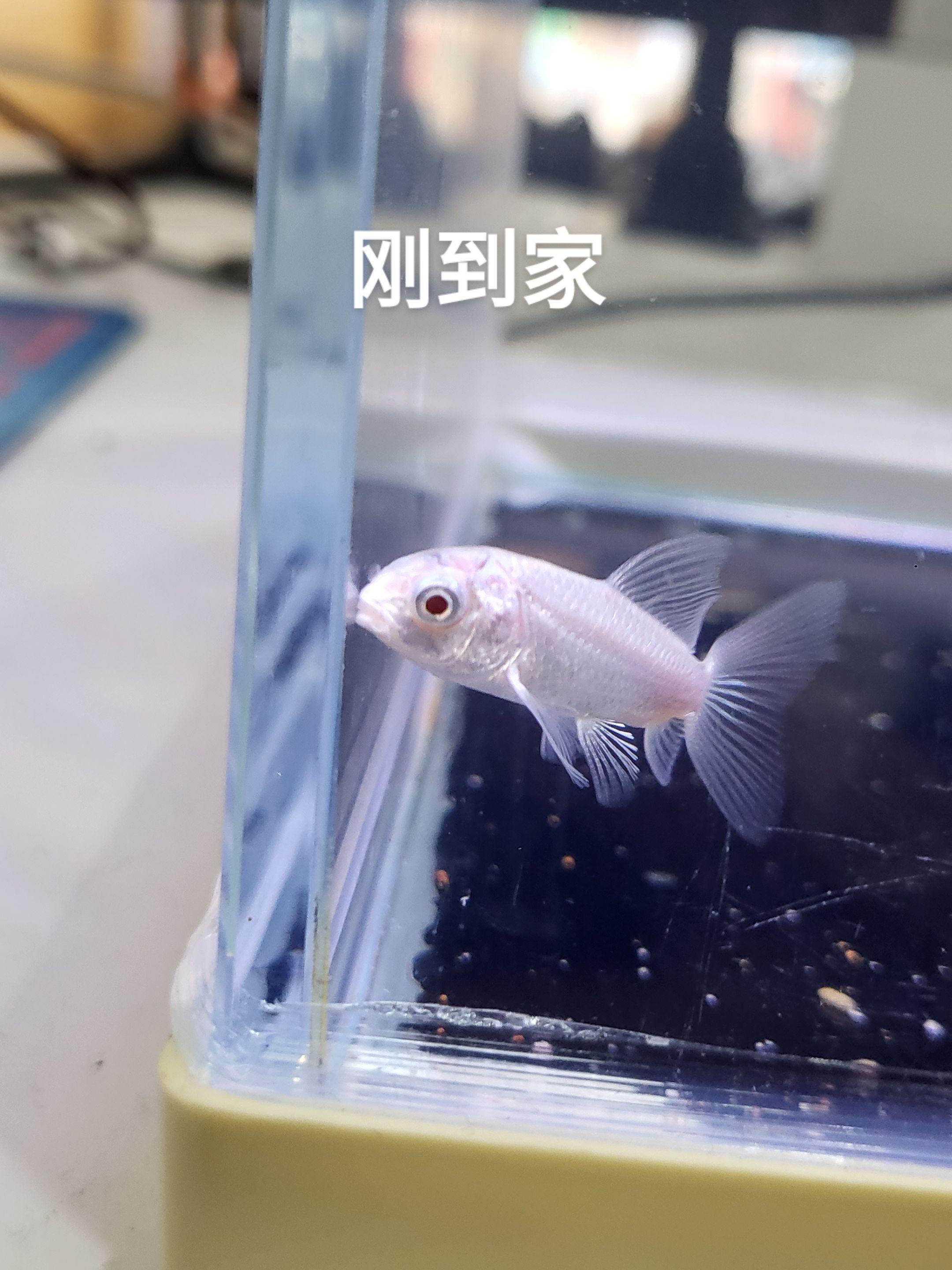 小时候鳍薄,管我大了什么事🤭#蝴蝶鲤 #养鱼日记 #日常分享 #蝴蝶鲤怎么养