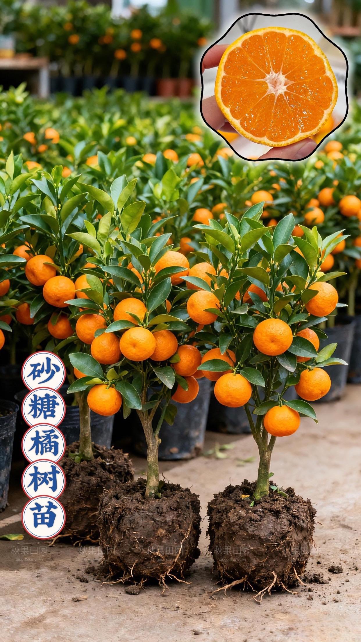 【砂糖橘树苗、盆栽地栽、坐果率高】沙糖桔子带果地栽橘子苗树盆栽蜜柑橘南方种植无花果扦插枝条#砂糖橘苗 #砂糖桔 #柑橘树苗 #桔子苗 #果树苗