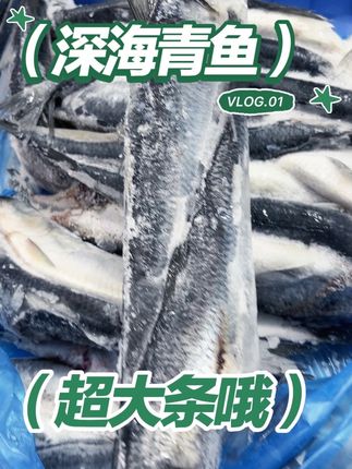 深海青鱼也叫沙丁鱼吃起来肉质鲜嫩口感非常好吃!#深海青鱼 #沙丁鱼 #鲱鱼 @DOU+小助手 @抖加上热门 @抖音创作小助手