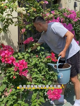 9月是一年中植物生长的第二个旺季,花友们一定要记得施肥哦。#施肥 #羊粪有机肥