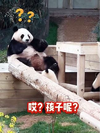 一向优雅的爱宝,也有反差搞笑的一面~#睿宝辉宝 #爱宝双胞胎 #大熊猫爱宝