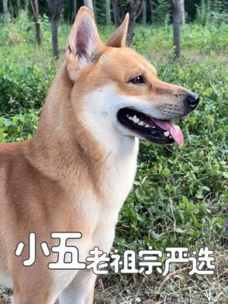 小黄到大黄,老祖宗留下来的差不了#田园犬小五#中华田园犬 #广西土猎犬#养一只小狗的真实感受#和小狗同住的日子