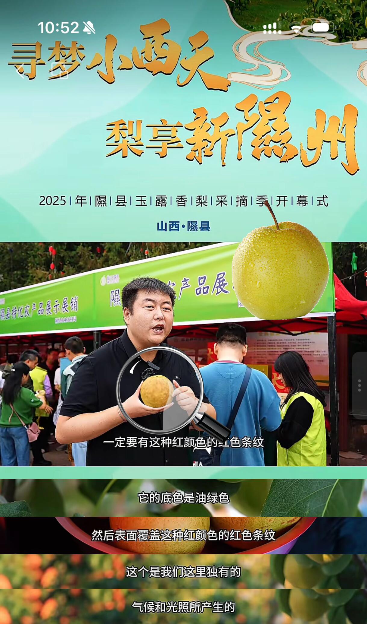 有机种植,吃的安心。每颗梨都有专属「身份证」,你能看到它从开花到采摘的全过程。从人工除草到物理防虫,我们坚持0农药、0化肥,看见每一颗梨的成长,只为把这份纯粹的自然美味送到你手中。 这个秋天,别错过来自黄土高原的甜蜜暴击!隰县玉露香梨,以「皮薄如纸、肉嫩爆汁」的绝妙口感,连续4年蝉联水果销量TOP1#优质农产品 #隰县玉露香梨 #小西天#山西
