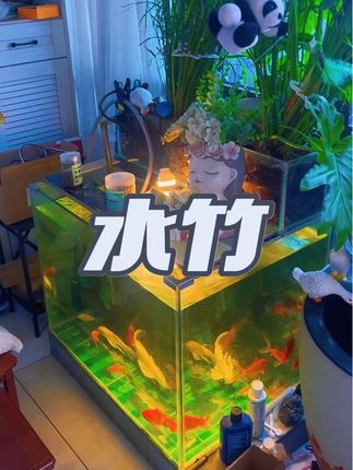 鱼缸水培植物水竹,非常好养!#养鱼日记 #水培植物 #水竹