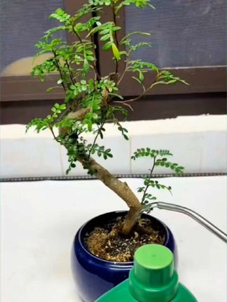 植物浓缩营养液#爱养花爱生活 #植物营养液 #花肥 #种花常识 #超便宜超划算