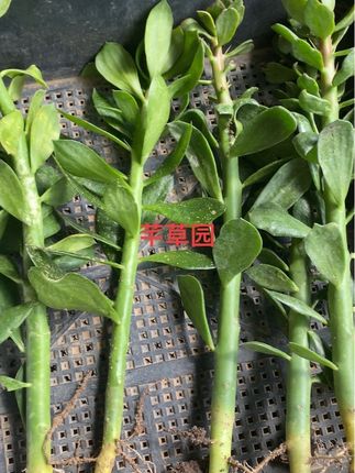 大青叶永久砧木 可以嫁接任何仙人掌颗植物