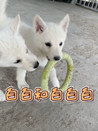 白白和白白白的日常小记 #齐大哥 #七大姑 #边境牧羊犬 #小葵