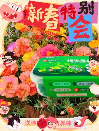 #太阳花种子 ,适合阳台、庭院,甚至窗台。小小空间,也能拥有一片花海,让梦想在阳光下绽放。#混色太阳花