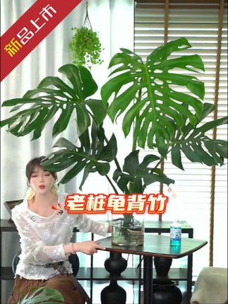 #好物推荐🔥 #龟背竹 #老桩龟背竹 #基地直发 #花卉绿植