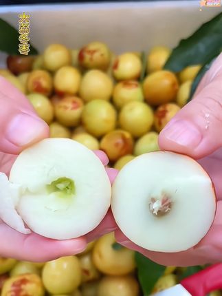 大荔冬枣 脆甜爽口,一口下去嘎嘣脆,果园直发!#冬枣 #大荔冬枣 #应季水果 #优质农产品 #快来一起尝个鲜 @DOU+小助手 @DOU+上热门 @@抖加🔥上热门🔥dou+🔥热点宝