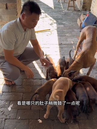 这一堆小可爱,真是让人操碎了心。#马犬