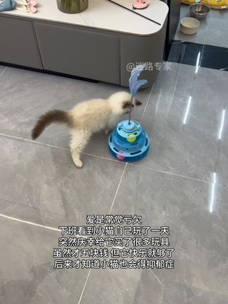爱是常觉亏欠,下班看到小猫自己玩了一天,突然庆幸给它买了很多玩具,虽然才五块钱。#萌宠 #养猫日记 #毛孩子日常 #vlog日常 #宠物vlog