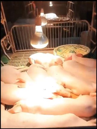 #养殖#方便又实用 #养殖保温灯