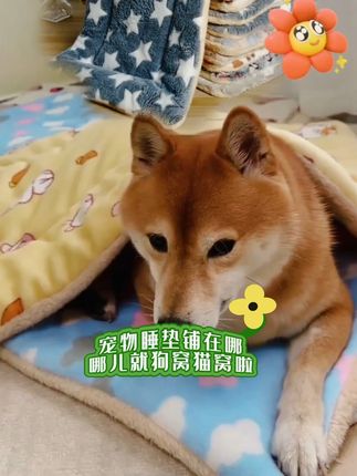 天气凉了,宠爸宠妈怕毛孩子着凉,这种宠物睡垫双面绒毛毯锁温保暖方便实用还实惠快给爱宠安排上#罗姐分享#宠物睡垫#狗窝#猫窝#宠物双面绒毛毯@DOU+小助手