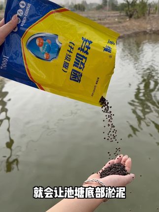 #粪硫菌#鱼虾蟹养殖 #水产养殖#鱼耀#改底 改底净水调水一袋10亩直接撒