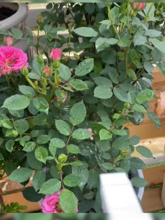 #种植小技巧 #爱生活爱养花 #蔬菜细虫喷雾剂。#