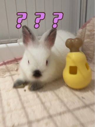 #宠物兔子 #毛孩子日常 #可爱兔子