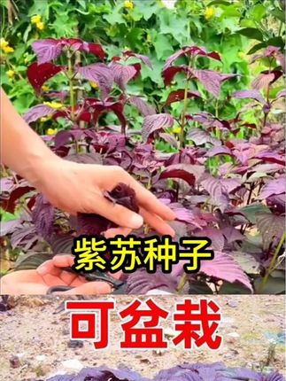 紫苏种子大叶紫苏种籽可食用双面红紫苏四季阳台盆栽#三农 #农业种植 #家庭种植 #农作物种植