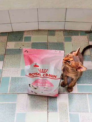 新手选猫粮#皇家猫粮#科学配比#满足成长每一面 #猫粮#源头工厂