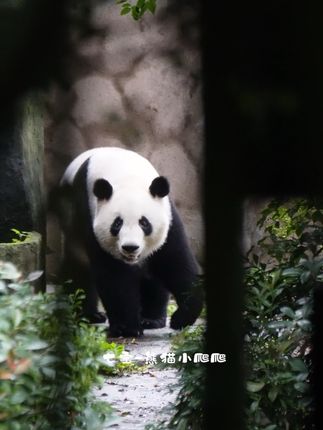 9.17在家门口徘徊等姐姐回家的小叶子,看到姐姐身影才安心进家门#大熊猫和叶 #大熊猫和花#大熊猫和花和叶 #感受大自然的魅力 #治愈系