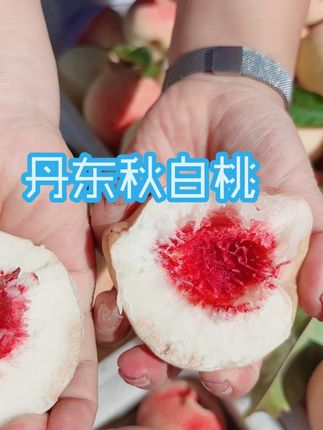 #秋白桃#桃#小毛桃#酸酸甜甜#味道好极了