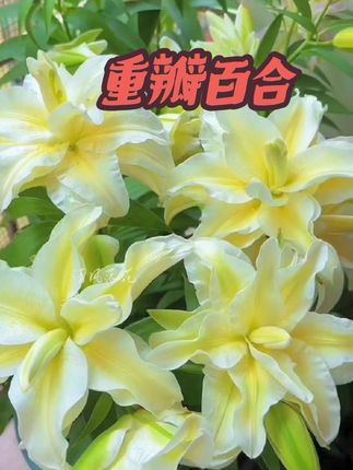 如果你也喜欢#养花 ,那一定要试试这个#百合花 ,它开花非常好看,而且很好养,收到后直接栽到土里,盖上一层薄土浇浇水就可以了。很快就能发芽开花,满屋都是香味,邻居看了都羡慕#百合种球 #百合 #花卉绿植