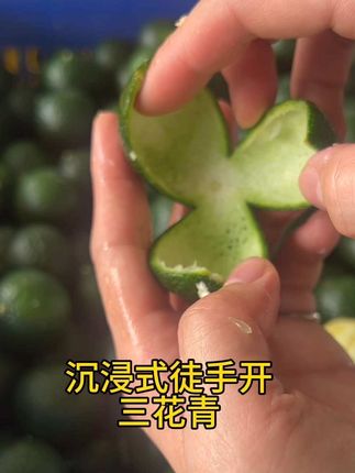 沉浸式徒手开皮,请勿模仿,开皮一定要带手套#新会陈皮 #新会柑 #新会小青柑 #沉浸式 #沉浸式体验