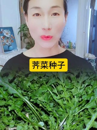 喜欢吃荠菜的不需要去野外挖了在家就能种植,花盆小院就能种#荠菜种子##绿色蔬菜
